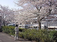 桜も満開で綺麗でした